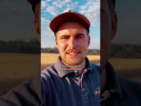 Biotrigo na Estrada | Biotrigo Titan - São Sebastião da Amoreira/PR