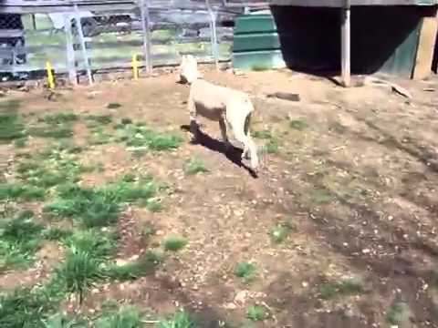The Albino Doberman Dog!