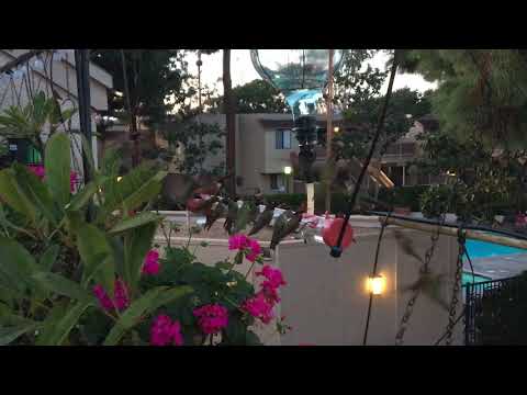 Lots of Hummingbirds - Amazing HummerBar® - Hummingbird Feeder