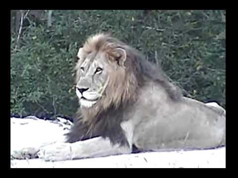 Lions at Djuma 3-3-2013