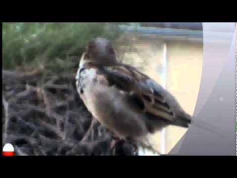 BREAKOUT-POMALUJ MOJE SNY