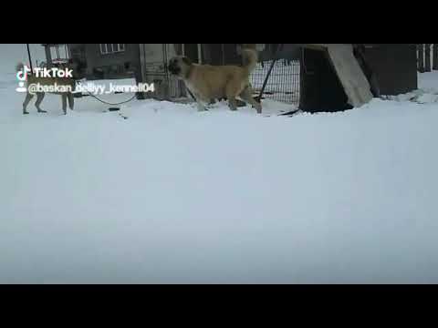 DELİ BEHLÜL KIZI NAZLI DİŞİ