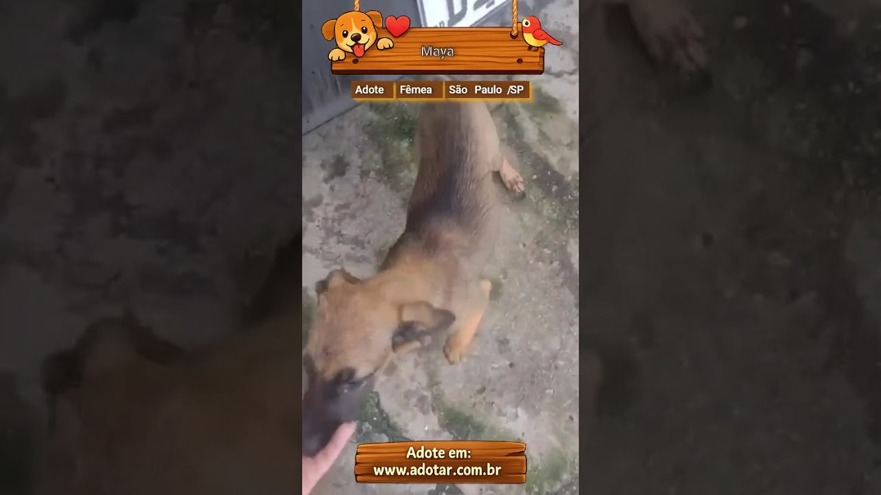 Cachorro raça SRD-ViraLata idade 2 a 6 meses nome Maya