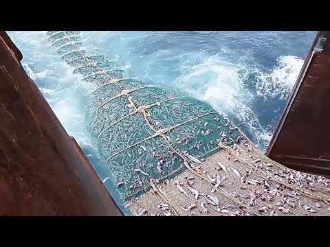 Big Net fishing, processing on a frozen fishing boat - Catching & Producing Frozen At Sea Cod #02
