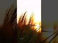 Poovayi Virinju Adharvam Song Status