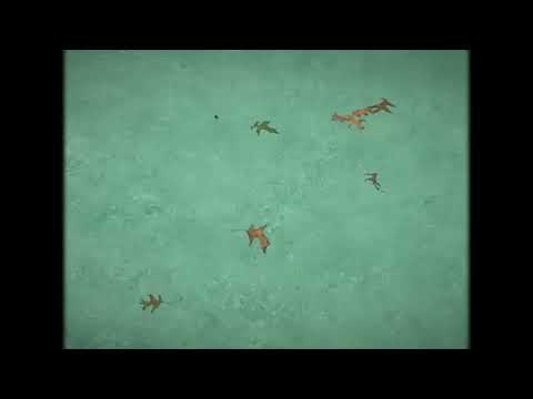 David Berg - i'll just love you from far away