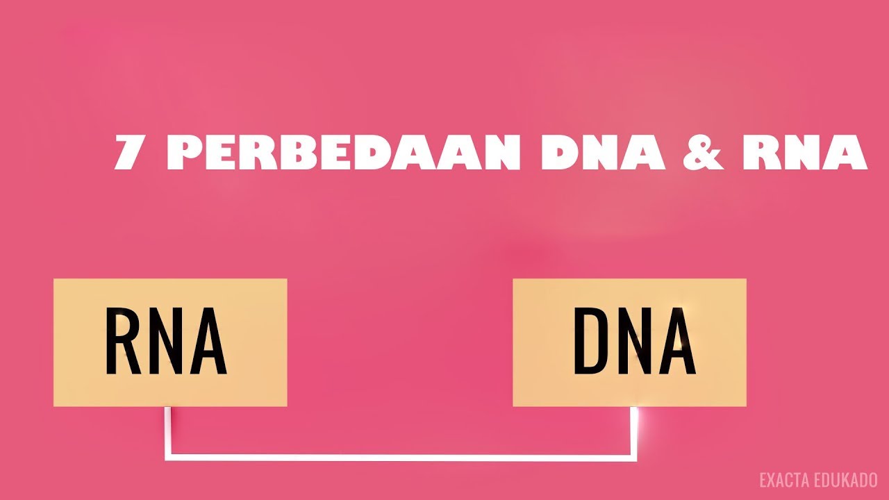 7 PERBEDAAN DNA & RNA
