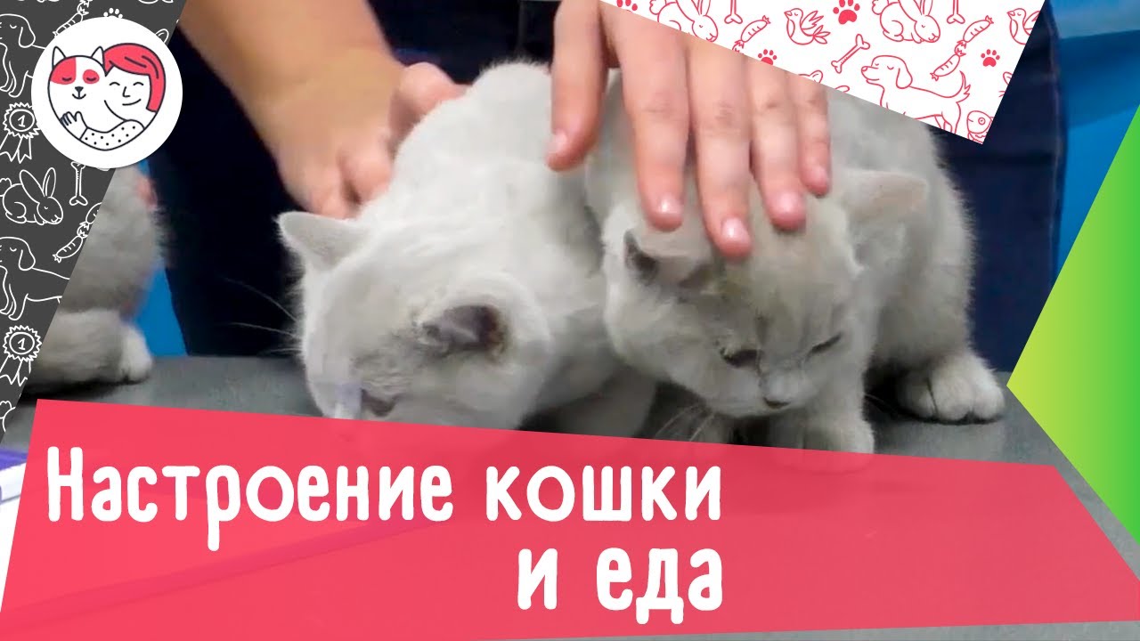 4 интересных факта о том, как еда влияет на настроение кошки