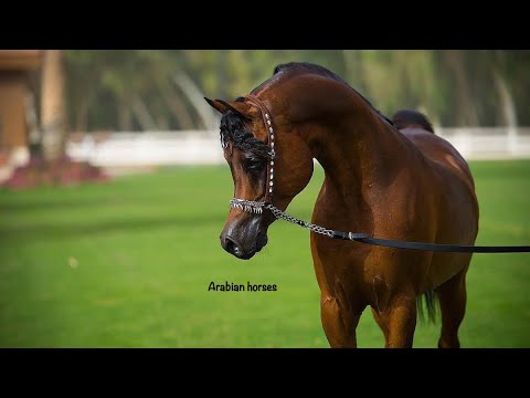 RAZI AL KHALEDIAH ARABIAN STALLION CHAMPION الفحل رازي الخالدية حصان عربي اصيل فاخر جدا