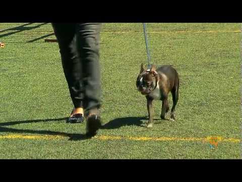 16/09/12 – El III Concurso Nacional Canino congregó a 2.000 personas y 250 perros.