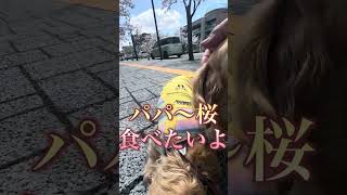 #ミニチュアダックスフンド #ミニチュア#犬#犬のいる暮らし #いぬ #犬のいる生活 #いぬのいる生活 #かわいい#桜#花見#綺麗#おそろい#服#dog#ドッグ#散歩