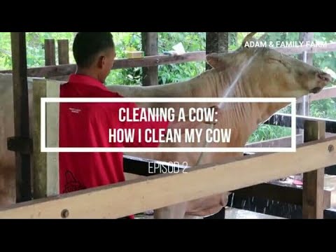 , title : 'Cleaning a Cow: How to Clean a Cow (Beginner’s Guide)'