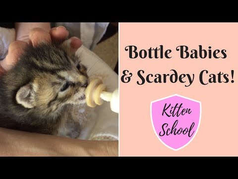 Caring for Bottle Baby Kittens - LOTS of work but so Worth it!