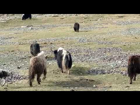 shots#beautiful #kid #kid #tour #travel ‎@abdulraheem-ark4270 