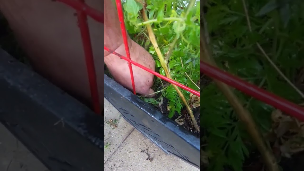 🥕💕 🍅 Using companion planting has saved space, improved production, & made for some happy plants!