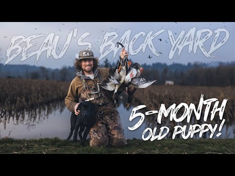 BEAU HUNTING "Beau's Backyard Solo Hunt" (5 MONTH OLD PUPPY SUMMER)