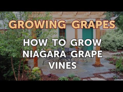 What Type of Fertilizer to Use on Grape Vines