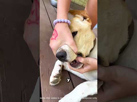 A los perros les encantan las cigarras 😭