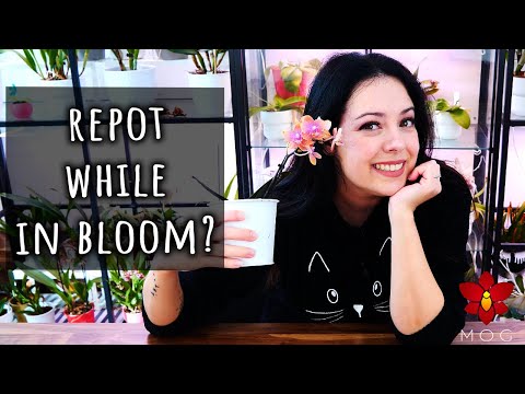How to safely repot a Phalaenopsis Orchid while in bloom - Orchid Care for Beginners