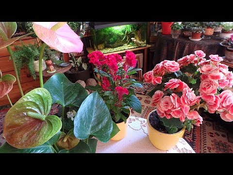 долгоцветущие комнатные растения