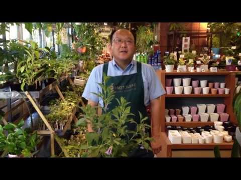 エンジェルトランペット:植え替えのヒントとコツ 植物