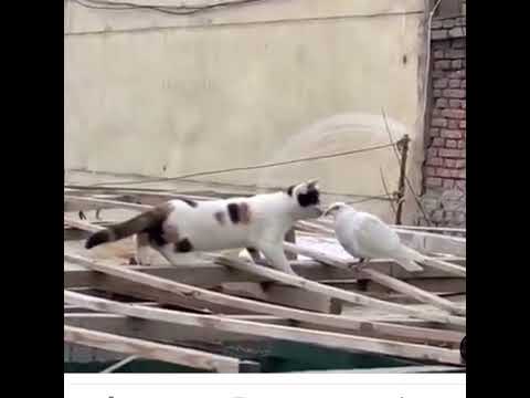 Preeta ❤️ Kundali Bhagya ❤️Shraddha Arya ❤️ Reel ❤️ Subscribe to my channel