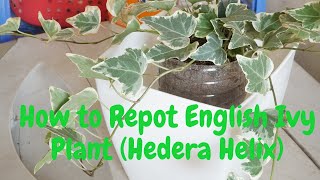 How to Repot English Ivy Plant | Go Green | Chano_Mheckz