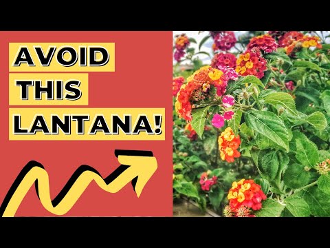 , title : 'The PROBLEM with LANTANA - I won't plant this variety of LANTANA in my garden #lantana'