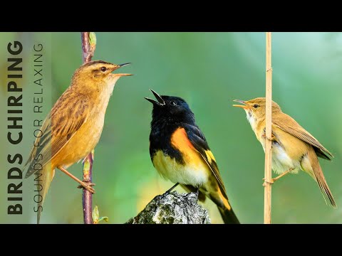 Birds Singing Without Music - 24 Hours Relaxing Bird Singing, Relieving Stress and Anxiety