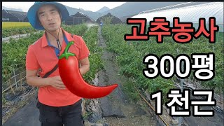 고추 300평 1천근?