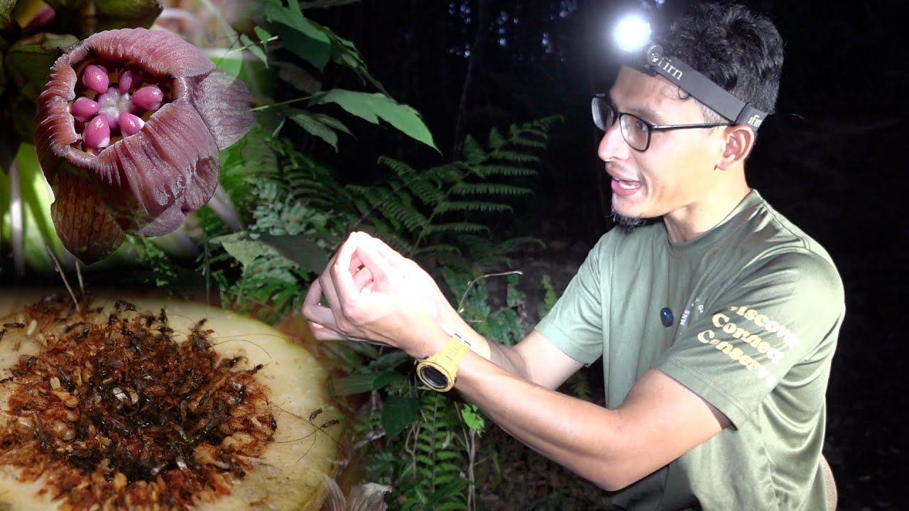 Keladi Murai dan Buah Arah dalam Hutan