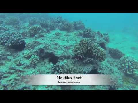 Nautilus Reef - Hawaii Scuba Diving