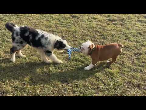 Australian Shepherd puppy for sale