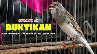 Download lagu Suara PANCINGAN KENARI PAUD Belajar Bunyi Ngeriwik Kenari GACOR Panjang || Masteran Kenari Paud #801 mp3