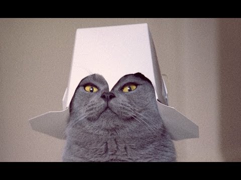 FUNNY VIDEOS: Funny Cats – Funny Cat Videos – Funny Animals – Fail Compilation – Cats Fails