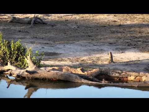 Djuma: Wildebeest and Impala- 17:30 - 11/12/18