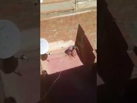 صادم .. امرأة تحتجز والدتها في سطح البيت