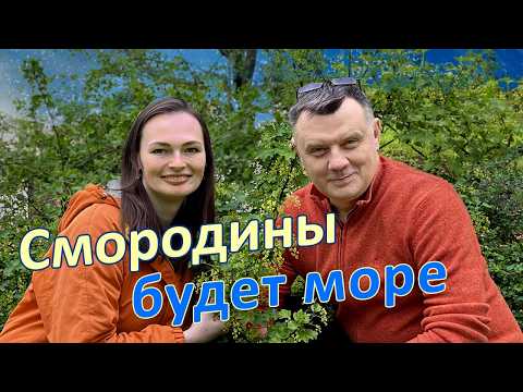 Секреты смородины ведрами
