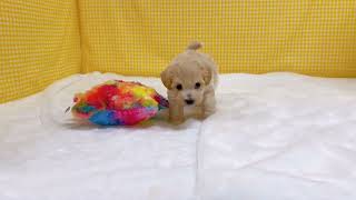 ハーフ犬の動画01