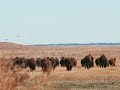 Wolakota Buffalo Release Celebration 2021