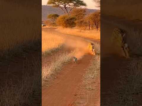 Bushbaby Escapes Serval by Jumping Onto a Giraffe — Insane Safari Moment 😱🦒🐾