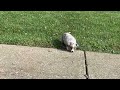 Miniature Australian Shepherd dogs for sale: Kim - Video 1