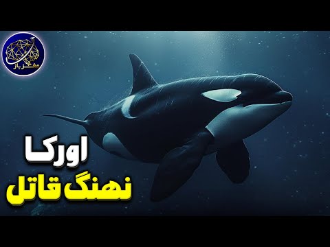 بیولوژی شگفت انگیز اورکا (نهنگ قاتل)