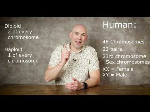Introduction to Human Chromosomes