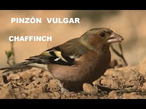 PINZÓN VULGAR | CHAFFINCH | Fringilla coelebs