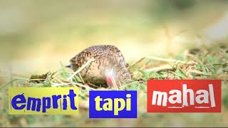 Download lagu 7 jenis emprit paling populer di indonesia yang berharga mahal mp3 Download lagu 7 jenis emprit paling populer di indonesia yang berharga mahal mp3