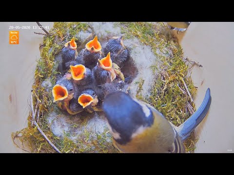 Highlights Today (hare, babys birds, hedgehogs,...) Recke, Germany - 20. May 2020