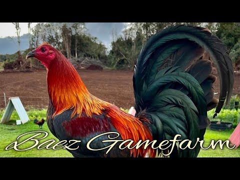 Leiper Yellow leg hatch Grey - BAEZ FARM