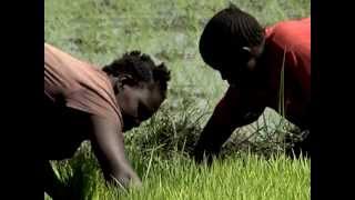 Rice farming revival in Western Kenya