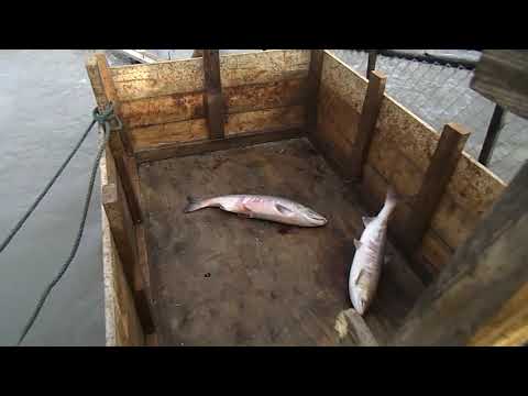 Steve O'Brien  starting up his fishwheel,  Aug 2019